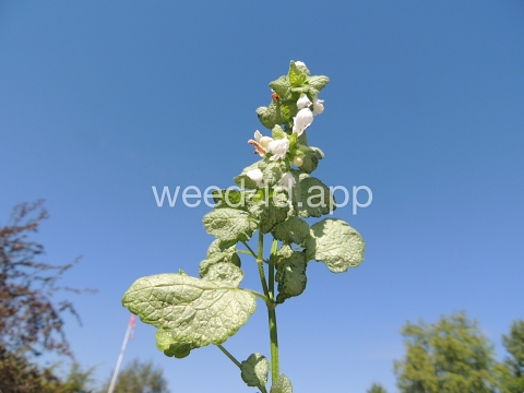 deadnettle, spotted